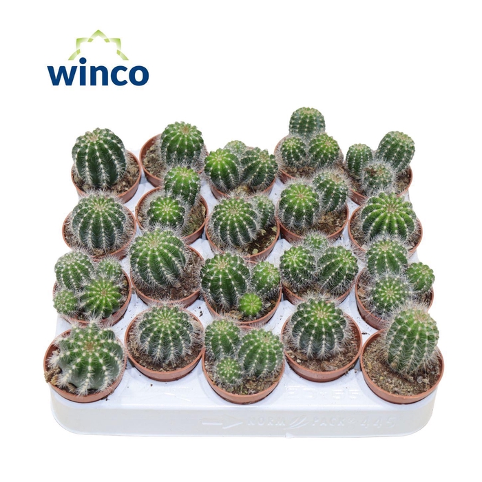 <h4>Notocactus Magnificus (group)</h4>