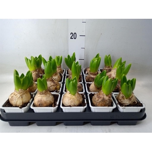 Hyacinthus orie.   ...