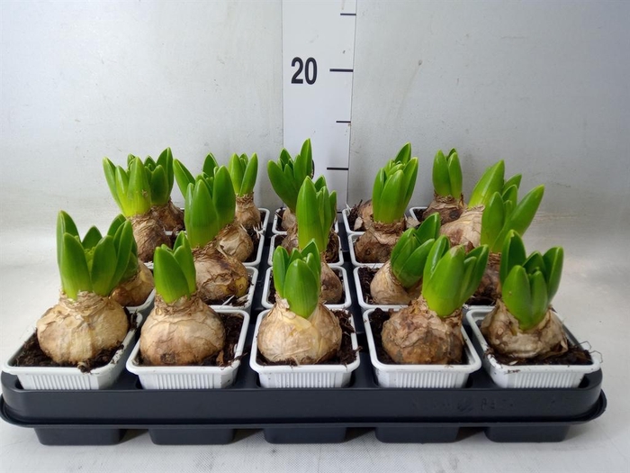 <h4>Hyacinthus orie.   ...</h4>