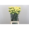 Dianthus St Ilias