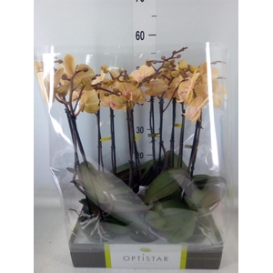 Phalaenopsis   ...yellow