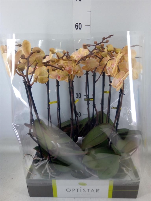 <h4>Phalaenopsis   ...yellow</h4>