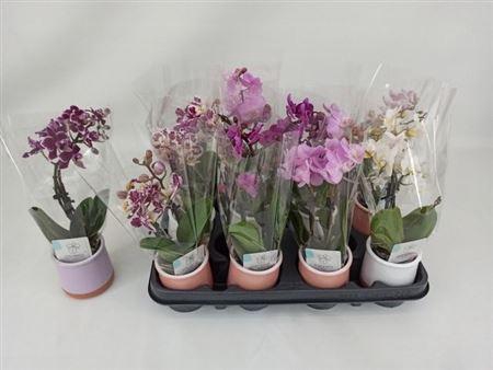 <h4>Phal Mini 2 Branches 12 + In Keramiek</h4>