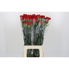 Dianthus St Don Pedro