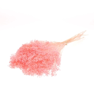 Broom bloom bunch preserved bleached pink