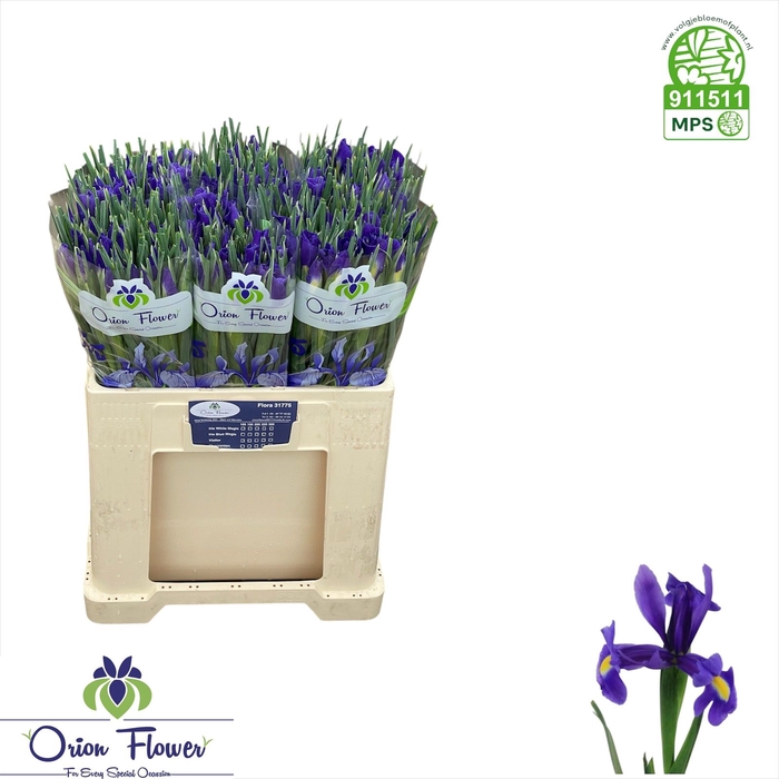 <h4>IRIS BLUE MAGIC</h4>