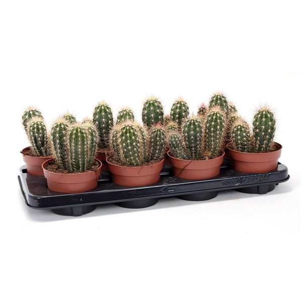 <h4>Pachycereus pringlei 12 cm</h4>