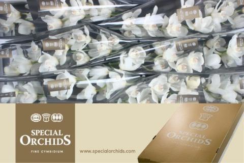 <h4>CYMB T EARLY WHITE</h4>