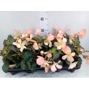 Begonia boliv. 'Beauvilia Salmon'