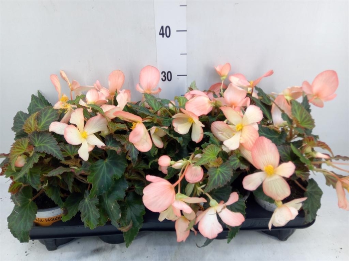 <h4>Begonia boliv. 'Beauvilia Salmon'</h4>