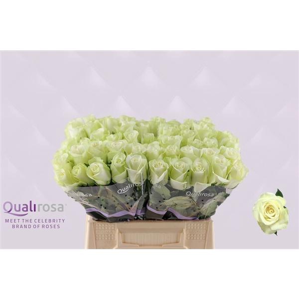 <h4>R Gr Snow Storm</h4>