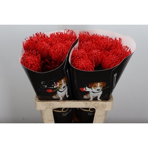 Wax Protea Nutan Wax Rood