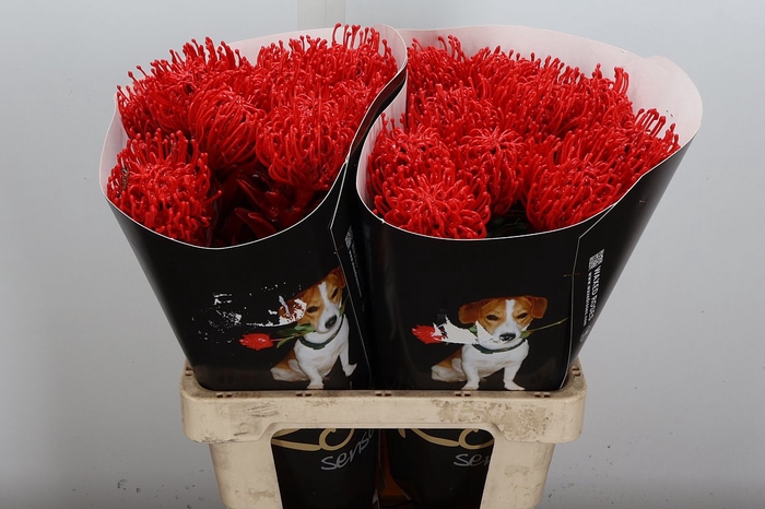 <h4>Wax Protea Nutan Wax Rood</h4>
