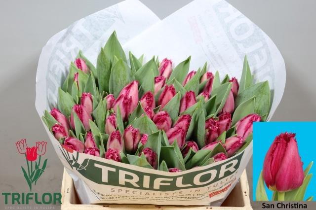 <h4>TU FR SAN CHRISTINA</h4>