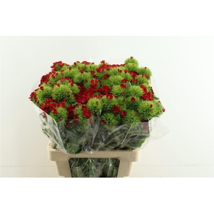 Di Barb Aldo Red 60cm