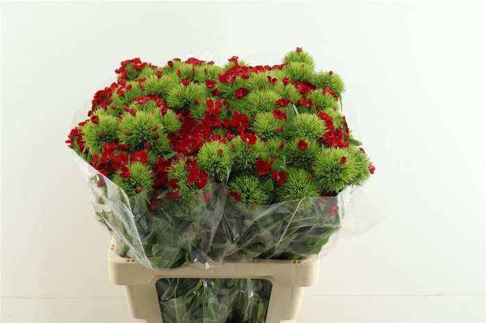 <h4>Di Barb Aldo Red 60cm</h4>