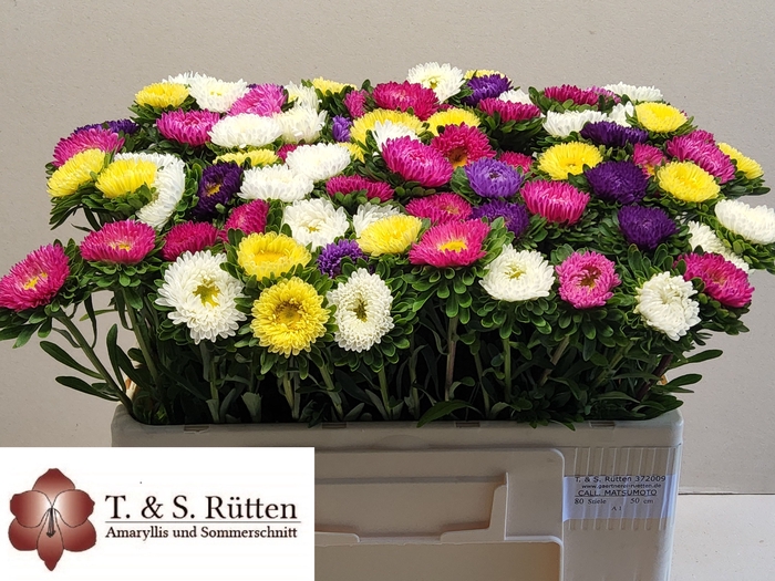 <h4>Callis Mix Ruetten</h4>
