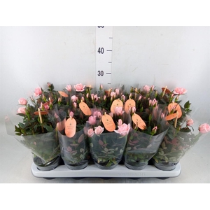 Rosa  'Rosaroma Pink'