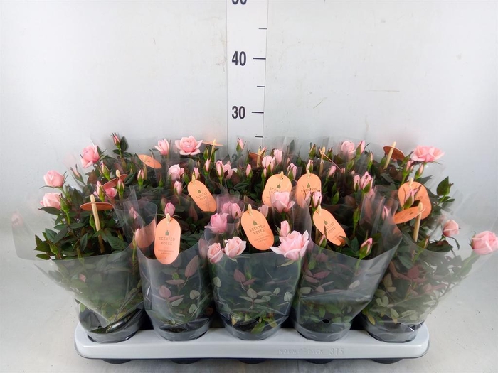 <h4>Rosa  'Rosaroma Pink'</h4>