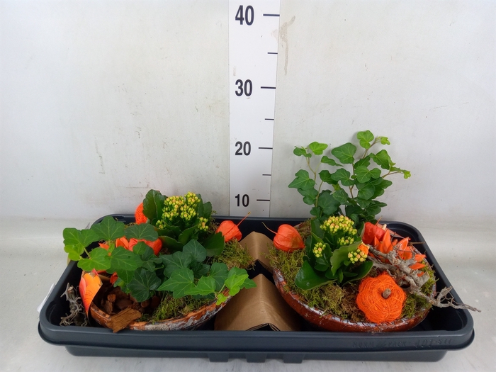 <h4>Planten  ..in schaal H%</h4>