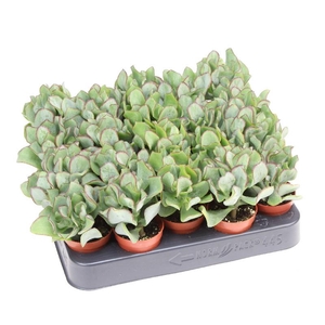 Crassula Arborescens mini CR5013, beperkt leverbaar