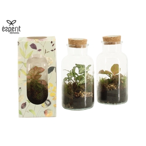 90921: Terrarium mini Storage D8 / H16 in Giftbox