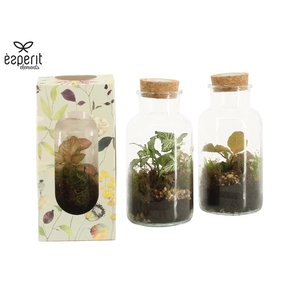 90921: Terrarium arrangement