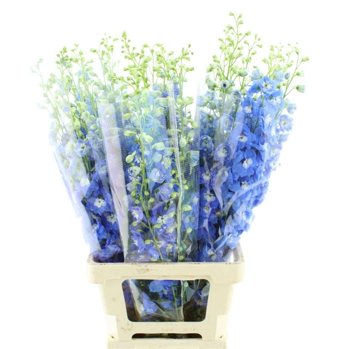 <h4>Delphinium Aurora Blue</h4>