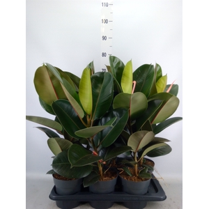 Ficus elastica 'Robusta'