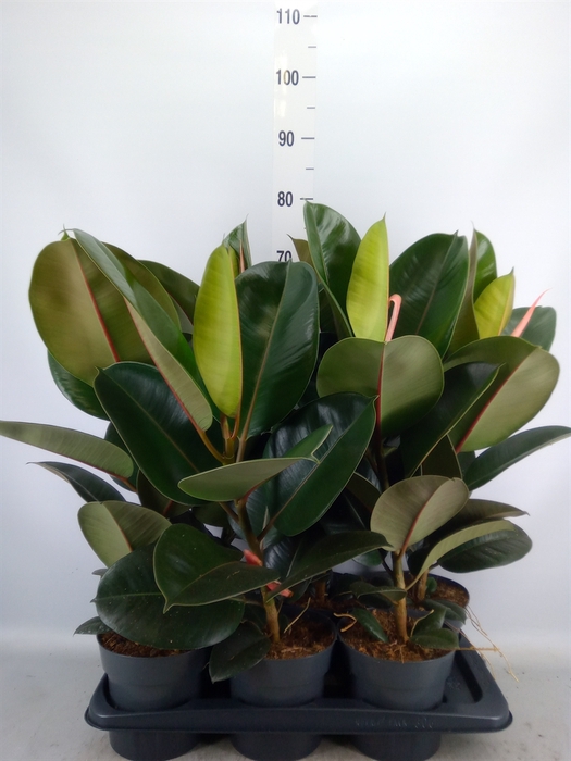 <h4>Ficus elastica 'Robusta'</h4>