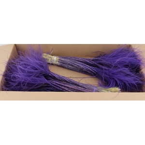 DF Stypha 60cm Bs Purple