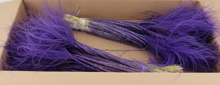 <h4>DF Stypha 60cm Bs Purple</h4>