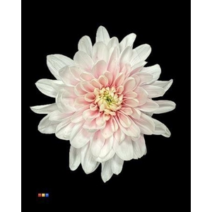 Chr T 2 Kl Baltica Pastel Pink