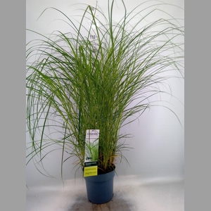 Miscanthus sin. 'Gracillimus'