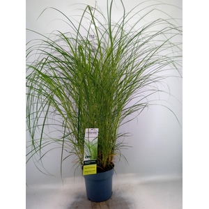 Miscanthus sin. 'Gracillimus'