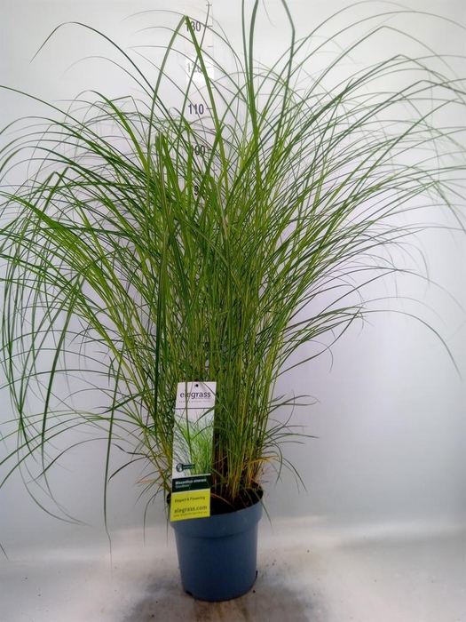 <h4>Miscanthus sin. 'Gracillimus'</h4>