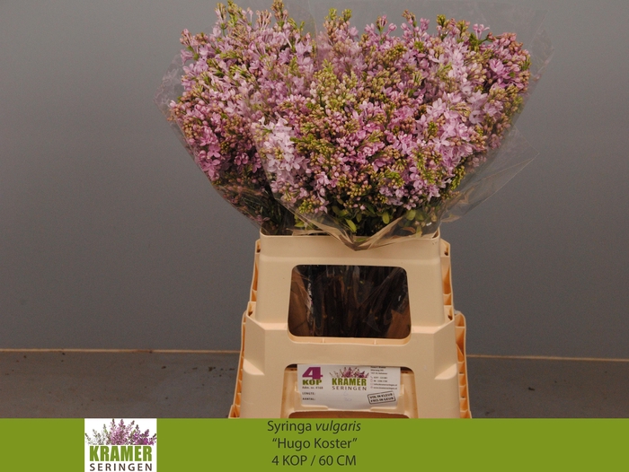 <h4>SYR V HUGO KOSTER</h4>