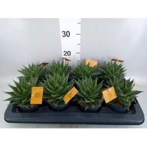 xGasteraloe  'Aurora'