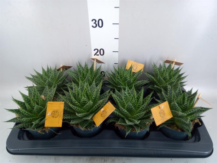 xGasteraloe  'Aurora'