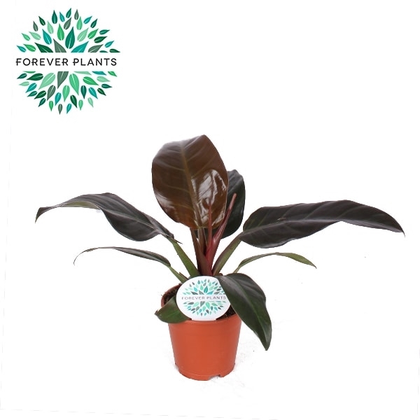 <h4>Philodendron Imperial RED p17</h4>