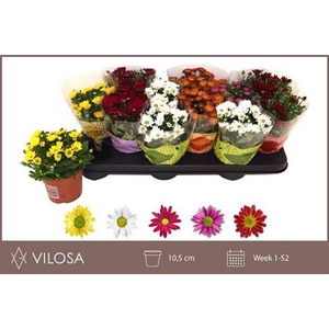 Chrysanthemum Indicum Grp Swifty gemengd