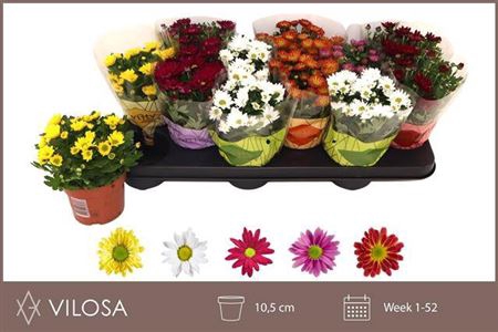 Chrysanthemum Indicum Grp Swifty gemengd