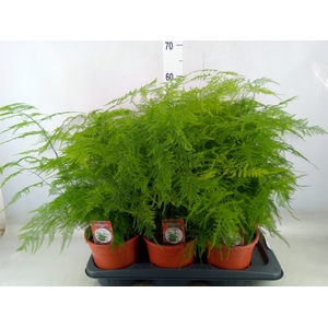 Asparagus setaceus