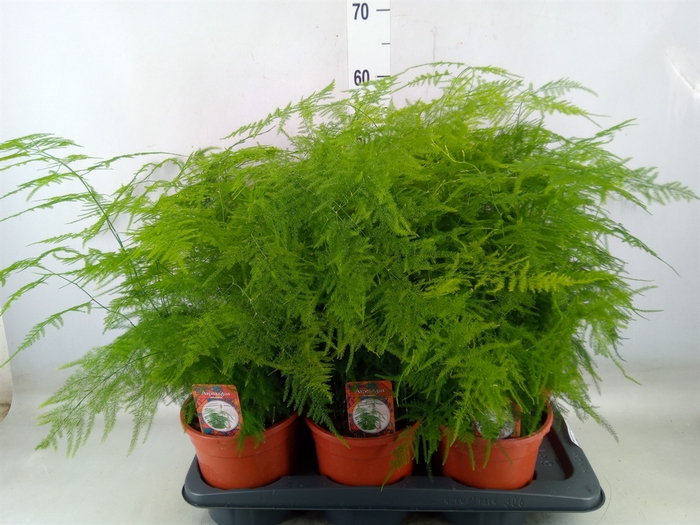 <h4>Asparagus setaceus</h4>