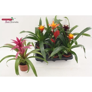 BROMELIA GEM