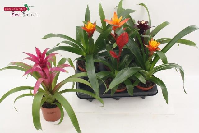 <h4>BROMELIA GEM</h4>