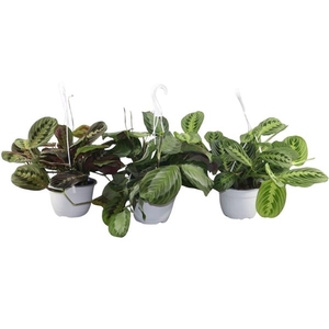 Maranta leuconeura overig