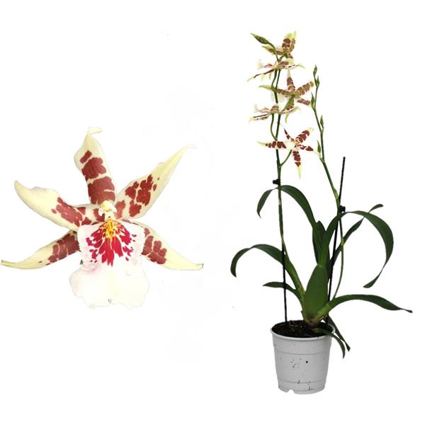 <h4>Cambria P12, White Renaissance 2-tak</h4>