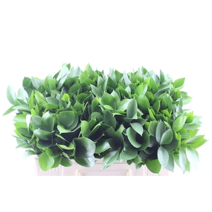 Ruscus Hypophyllum