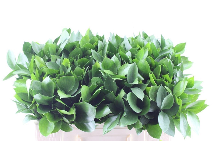 <h4>Ruscus Hypophyllum</h4>